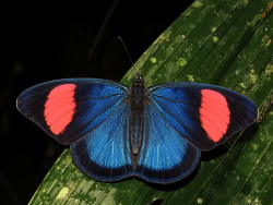 Batesia hypochlora