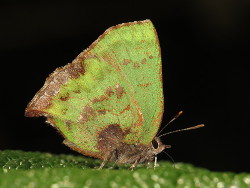 Cyanophrys banosensis