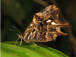 Daedalma boliviana