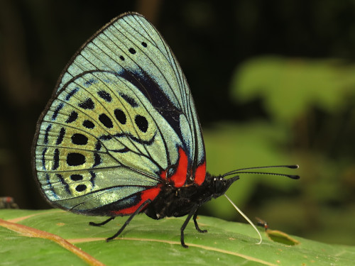 Asterope leprieuri