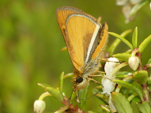 Butleria fruticolens