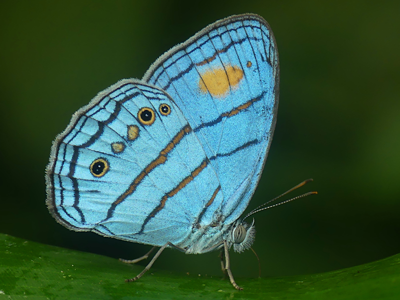 Caeruleuptychia helios