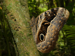 Caligo beltrao