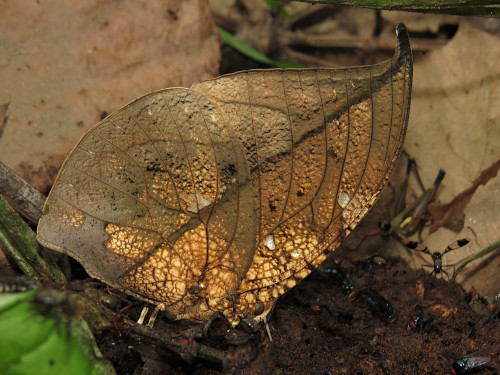 Coenophlebia archidona