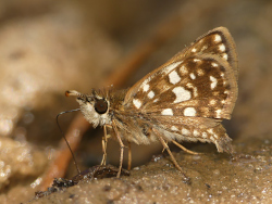 Dardarina umuarama