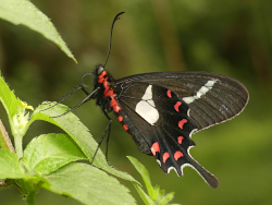 Parides proneus