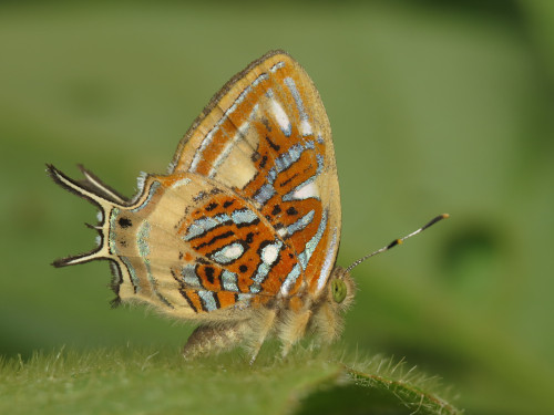 Sarota neglecta