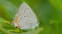 Satyrium acadica