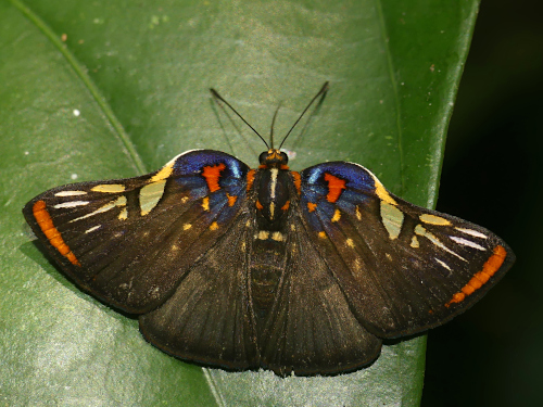 Symmachia accusatrix